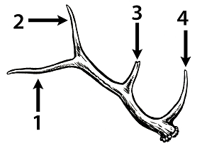 Elk Antler with 4 points