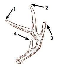 Antler with 4 points